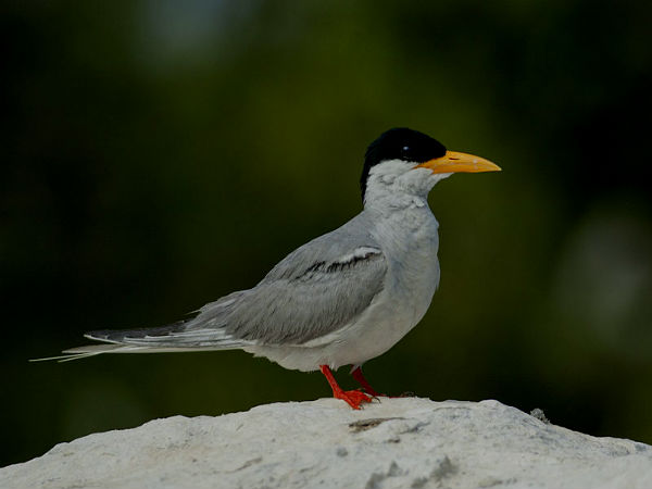  रंगनाथिट्टू पक्षी अभयारण्य