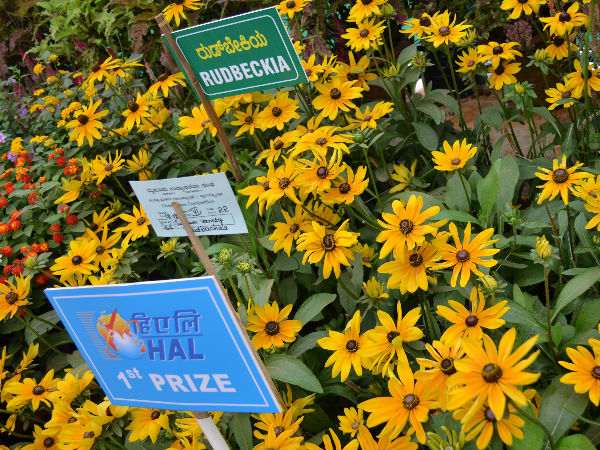 अलग अलग प्रजातियां