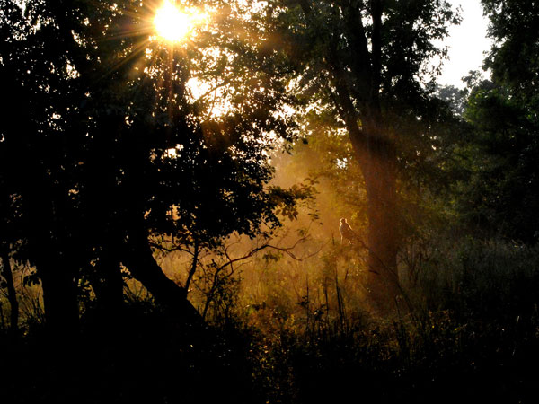 राजाजी नेशनल पार्क