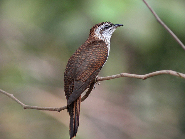  कुमारकोम पक्षी अभयारण्य