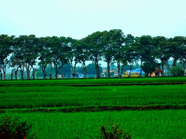 कैसे जाएं तिरुनेलवेली