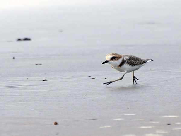 मंगिनापुड़ी बीच मंगिनापुड़ी बीच