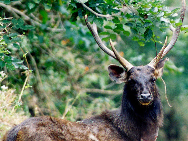 डियर पार्क डियर पार्क