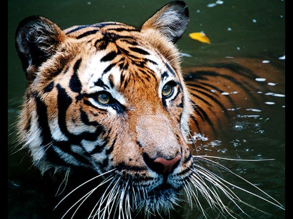 टाइगर सफारी टाइगर सफारी