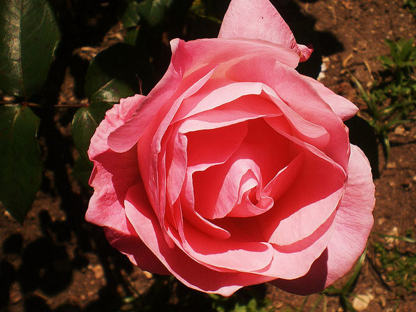 नेहरु रोज़ गार्डन नेहरु रोज़ गार्डन