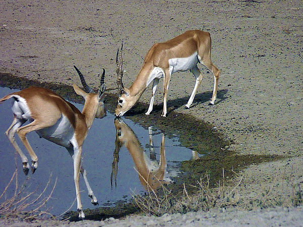 एक अनोखी तस्वीर