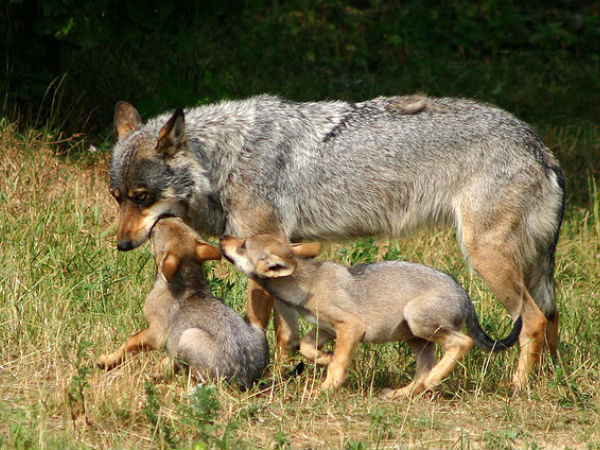 देश के पश्चिम में बसा राज्य गुजरात अपनी स्थलाकृतिक और सांस्कृतिक विविधता के लिए जाना जाता है। आज गुजरात का शुमार देश के उन राज्यों में है जो पिछले कई वर्षों से देश के अलावा विदेश के पर्यटकों को अपनी तरफ आकर्षित कर रहा है। ज्ञात हो कि गुजरात वो राज्य है जहां से सिंधु घाटी सभ्यता की शुरुआत हुई। गुजरात हमेशा भारत के इतिहास में सांस्कृतिक और व्यापार का केंद्र माना जाता रहा है। यूं तो इस खूबसूरत राज्य में ऐसा बहुत कुछ है जिस कारण हर साल यहां भारी संख्या में पर्यटक आ रहे हैं। अब अगर हम आपसे कहें कि वन्यजीवन के क्षेत्र में भी गुजरात किसी से काम नहीं है तो हो सकता है ये बात आपको अचरज में डाल दे लेकिन ये सच है। गुजरात के राष्ट्रीय उद्यानों और वन्य जीव अभयारण्यों में 40 से अधिक जानवरों की प्रजातियों को संरक्षण देते है जैसे की दुर्लभ एशियाई शेर, जंगली गधा और कृष्णमृग। तो इसी क्रम में आज अपने इस लेख के जरिये हम आपको अवगत कराएंगे गुजरात के वन्यजीवन से। भारतीय जंगली गधा अभ्यारण्य गुजरात के कच्छ के रण में स्थित जंगली गधा अभ्यारण्य भारत का सबसे बड़ा वन्यजीव अभ्यारण्य है। यह अभ्यारण्य 4954 किमी क्षेत्र में फैला है और इसमें विभिन्न प्रजाति के जन्तु और पक्षी पाये जाते हैं जिनमें भारतीय जंगली गधे की लुप्तप्राय प्रजाति के साथ-साथ चिंकारा, कैराकल्स और ऐशिया के विशालतम नीलगाय देखे जा सकते हैं। अभ्यारण्य में इनकी संख्या लगभग 3000 है और ये जानवर अक्सर झुण्ड में देखे जा सकते हैं, खासतौर से प्रजनन काल में। गिर राष्ट्रीय उद्यान गिरनार जंगल के करीब है गिर राष्ट्रीय उद्यान। निश्चित तौर पे जब लोग गिरनार पहाड़ियों का दौरा कर रहे हों तो गिर जंगल को अपने कार्यक्रम में शामिल कर सकते हैं। यह राष्ट्रीय उद्यान आरक्षित वन है और एशियाई शेरों के लिए एकमात्र घर है। जैसे की महत्वपूर्ण प्रजातियों का यहाँ संरक्षण किया जाता है यह एशिया की सबसे महत्वपूर्ण आरक्षित वनों में से एक है। यहाँ पारिस्थितिक तंत्र काफी विविध है और सात नदियाँ जैसे हिरन , शेत्रुंजी , दतार्दी , शिन्गोदा , मछुन्दरी , गोदावरी और रावल लगातार बहती रहती है। विभिन्न जानवर जैसे एशियाई शेर , जंगल बिल्लियाँ , भारतीय चीते , स्लॉथ भालू , धारीदार हाइना , रतेल्स , भारतीय कोबराज , स्वर्ण सियार , भारतीय पाम सिवेट्स , भारतीय नेवला और डेजर्ट बिल्लियों और विभिन्न बिल्लियाँ जैसे रसतेद धब्बेदार बिल्ली और डिजर्ट बिल्ली यहाँ इस जंगल में पाए जाते है। सर्पणशील जंतु जैसे मॉनिटर छिपकली , मार्श मगरमच्छ , भारतीय स्टार कछुआ को यहाँ देखा जा सकता है। नारायण सरोवर अभ्यारण्य नारायण सरोवर वन्यजीव अभ्यारण्य उन अभ्यारणों में शामिल है जिनमें विभिन्न प्रजातियों के साथ-साथ 15 लुप्तप्राय प्रजातियाँ भी पाई जाती हैं। चूँकि यहाँ केवल कठोर वातावरण के अभ्यस्त जीव ही रह सकते हैं इसलिये इस अभ्यारण्य में कुछ ऐसे जन्तु पाये जाते हैं जो कहीं और नहीं पाये जाते। आप यहाँ दुर्लभ स्तनपाइयों जैसे कि जंगली बिल्ली से लेकर मरूस्थलीय लोमड़ी तक और चित्तीदार हिरण से लेकर जंगली भालू तक देख सकते हैं। गिनीज़ बुक ऑफ वर्ल्ड रिकॉर्ड में सबसे निडर जानवर के रूप में दर्ज शहद वाले बिज्जू भी यहाँ रहते हैं। कच्छ वन्यजीव अभयारण्य इस रेगिस्तान अभयारण्य के पूरे क्षेत्र में आश्चर्यजनक दृश्‍य हैं। इसे वर्ष 1986 में एक अभयारण्य घोषित किया गया, करामाती कच्छ के रेगिस्तानी वन्यजीव अभयारण्य में स्तनधारी वन्य जीव की विशाल विविधता और पक्षियों की दुर्लभ प्रजातियां पायी जाती हैं। कच्छ के विशाल रण में मौजूद यह जगह मौसमी खारा झीलों का सबसे बड़ा स्‍थान है, जहां 0.5 से 1.5 मीटर की गहराई तक पानी रहता है। और अक्टूबर व नवंबर के महीनों के दौरान, यहां वर्षा का पानी पूरी तरह सूख जाता है, तब अभयारण्य का यह पूरा इलाका खारे रेगिस्तान में बदल जाता है। बरदा हिल्स वन्यजीव अभयारण्य यह आकृषक वन्यजीव अभ्ययारण्य दो जिलों पोरबंदर और जामनगर के अंतर्गत आता है। हालांकि, अभयारण्य पोरबंदर से केवल 15 किलोमीटर की दूरी पर है, इसलिए यह जामनगर के मुकाबले पोरबन्दर के ज्यादा नजदीक पड़ता है। यह इलाका जोकि एक आरक्षित वन क्षेत्र है और इसे वर्ष 1979 में एक अभयारण्य का दर्जा प्रदान किया गया था। यह पहाड़ी इलाकों, समतल मैदानों वाली भूमि और हरे जंगलों एवं कृषि क्षेत्रों से घिरी आकर्षक जल स्रोतों से भरा एक बेहद खूबसूरत स्थल है। अरब सागर से 15 किमी की दूरी पर स्थित, यह वन क्षेत्र, इस क्षेत्र की लवणता विसर्जन को रोकने के लिए एक ढाल के रूप में कार्य करता है। लुप्तप्राय पशु पक्षी एवं सरीसृपों के साथ-साथ इस अभ्यारण्य में भेड़िया, तेंदुआ, रैटल, मगरमच्छ, गिरगिट, विषैला सांप, कलगी बाज़, ईगल और स्पाटेड ईगल भी दिखाई पड़ते हैं।