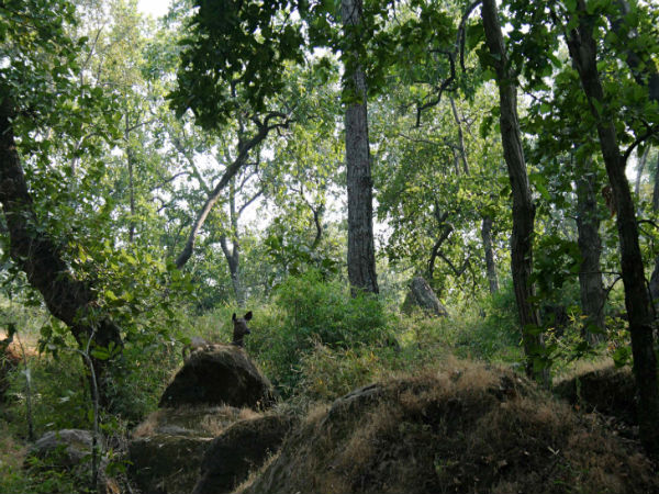 माचिया सफारी पार्क 