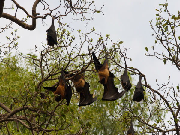 पक्षी विहार