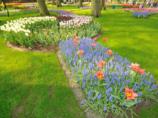 श्रीनगर,ट्यूलिप फेस्टिवल के खूबसूरत नज़ारे बस ट्यूलिप गार्डन्स में 
