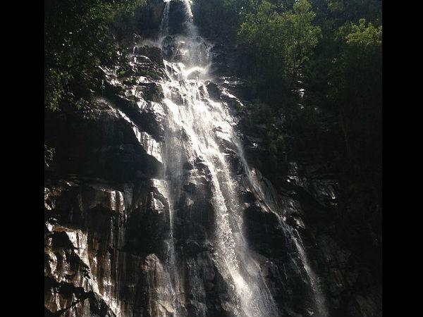 मधुमक्खी झरना