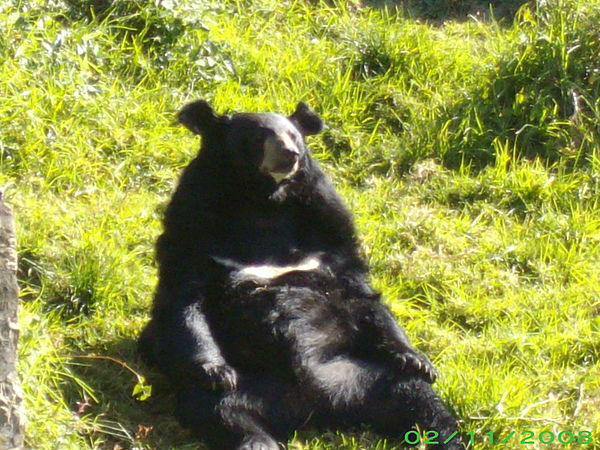 नैनीताल Zoo