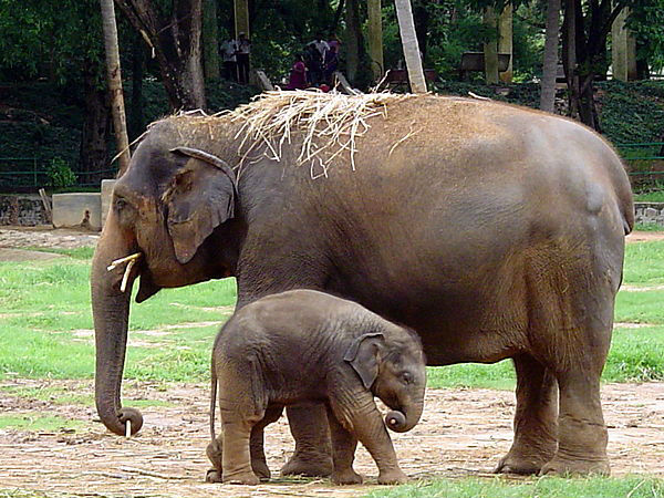 इंडिया का तीसरा सबसे बड़ा Zoo