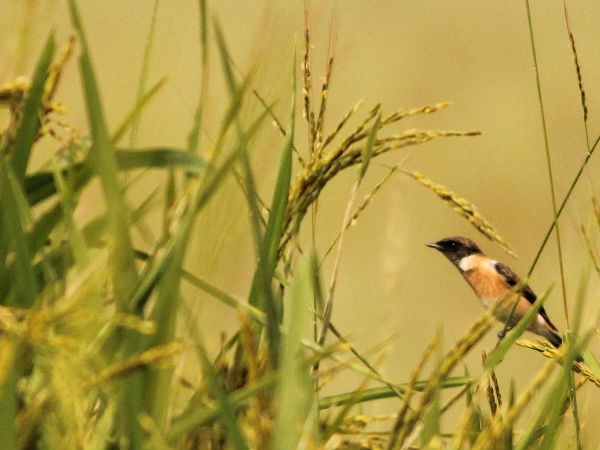 कंवर लेक बर्ड सेन्चुरी, बेगुसराय