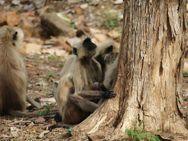 पन्ना राष्ट्रीय उद्यान 