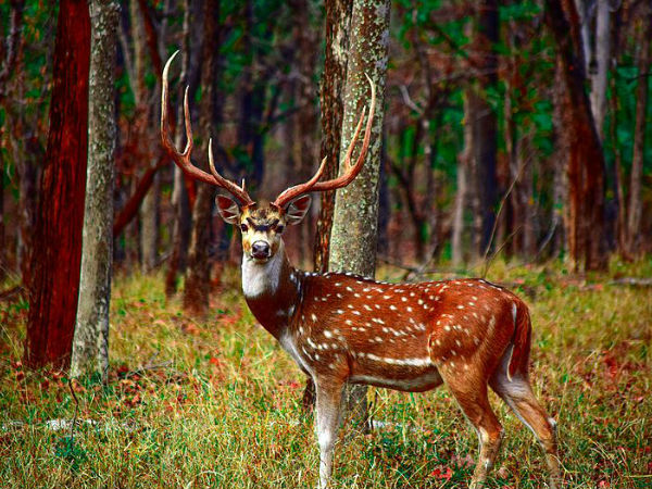 पेंच राष्ट्रीय उद्यान 