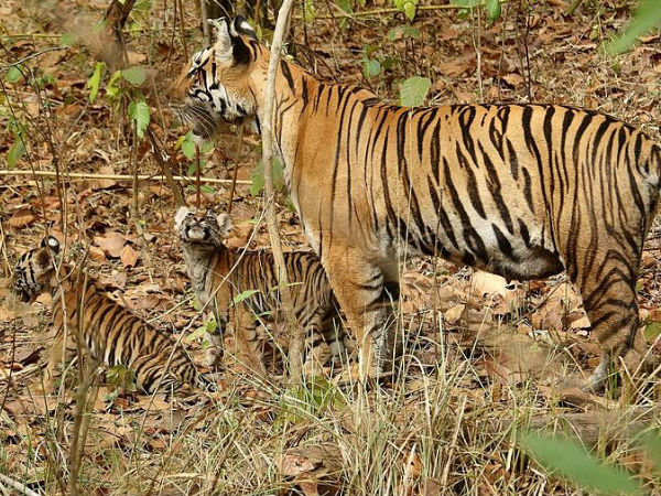 कान्हा बाघ अभ्यारण्य 