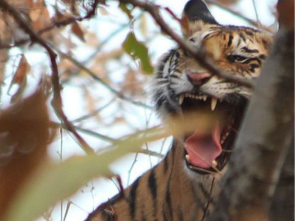 पन्ना बाघ अभ्यारण्य 