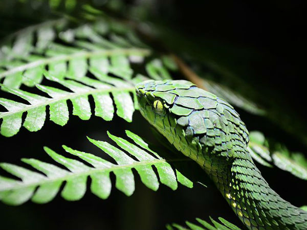 अगस्त्यमलाई बायोस्फियर रिज़र्व 