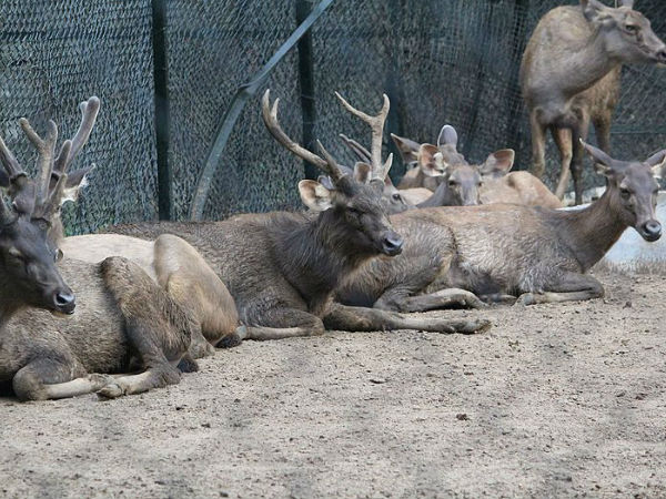 चेन्नई का गुइंडी नेशनल पार्क 