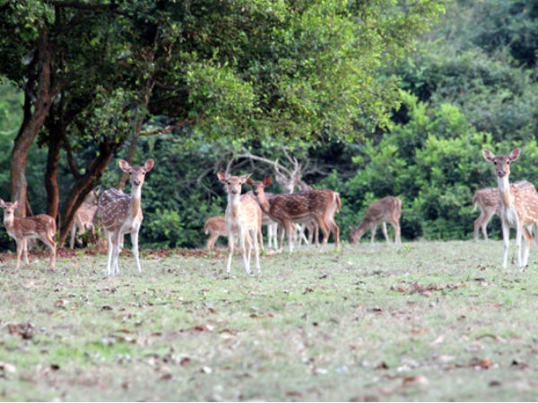 भितरकनिका राष्ट्रीय उद्यान पहुँचें कैसे? 