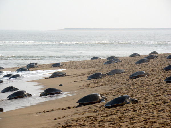 भितरकनिका राष्ट्रीय उद्यान की मुख्य विशेषताएं