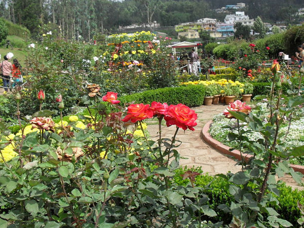 Government Rose Garden, Ooty