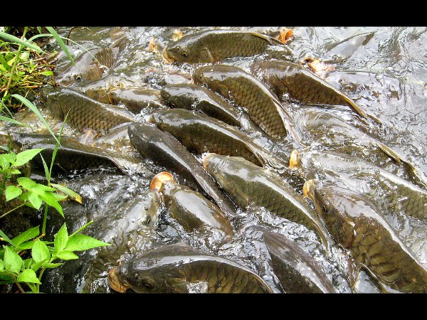 रिवालसर के आकर्षण 