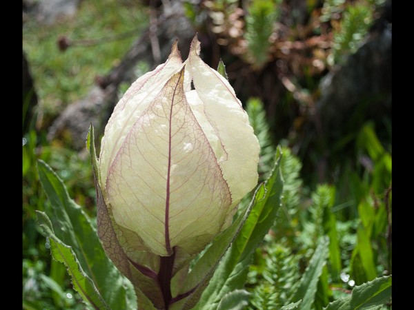 अनोखे जीव व वनस्पतियां 