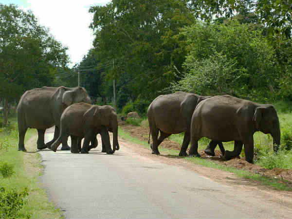 नेशनल 212 बैंगलोर-ऊटी वाया बन्दीपुर जंगल 