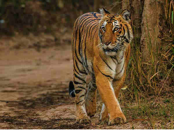 जिम कॉर्बेट नेशनल पार्क