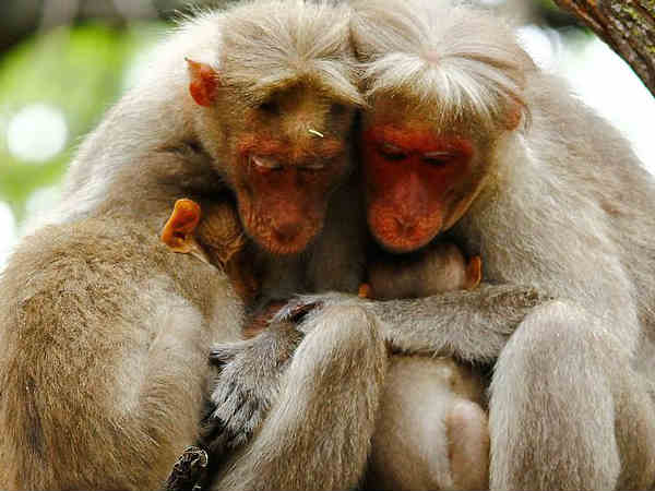 चिन्नार 