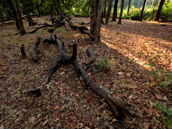  road trip from delhi to chail weekend getaway