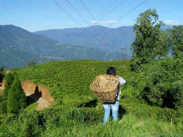 Darjeeling - Sikkim travel guide