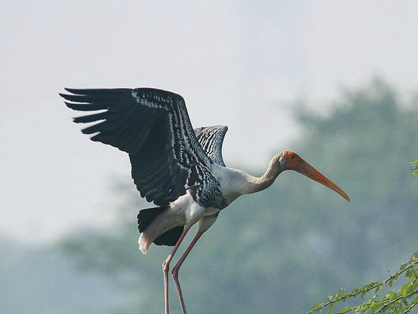 सुलतानपुर बर्ड सेंचुरी (दिल्ली से 58 किमी दूर)