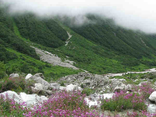 उत्तराखंड की फूलों की घाटी