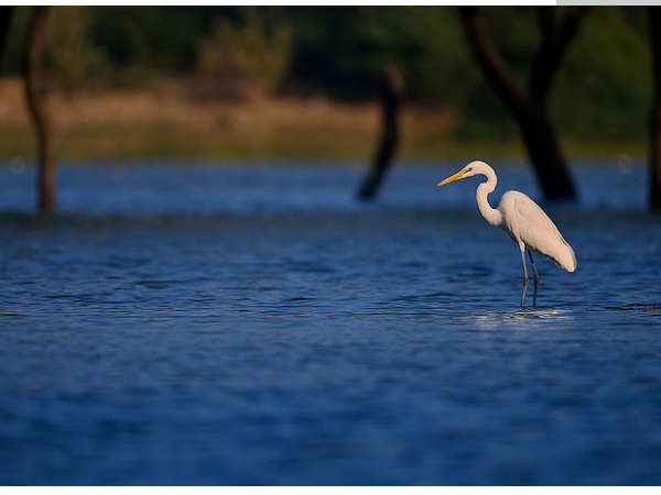 थोल बर्ड सेंचुरी 
