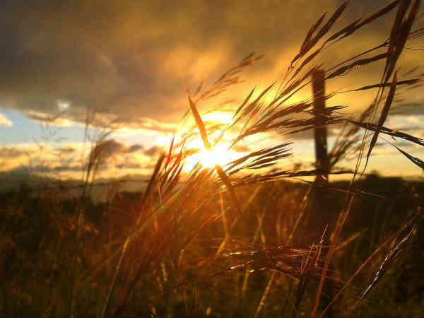 चौली की जाली या चौथी की जाली