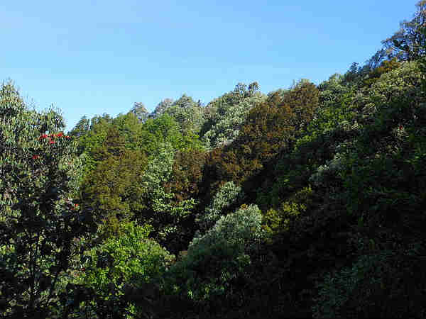 बिनसर वन्य जीव अभयारण्य 