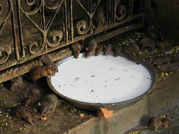 करणी माता मंदिरः बीकानेर