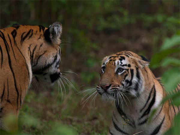 बंधवगढ़ नेशनल पार्क, मध्यप्रदेश
