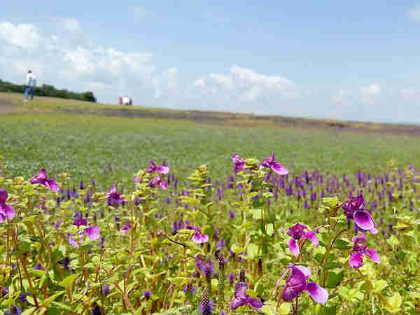 कास पठार का फूल