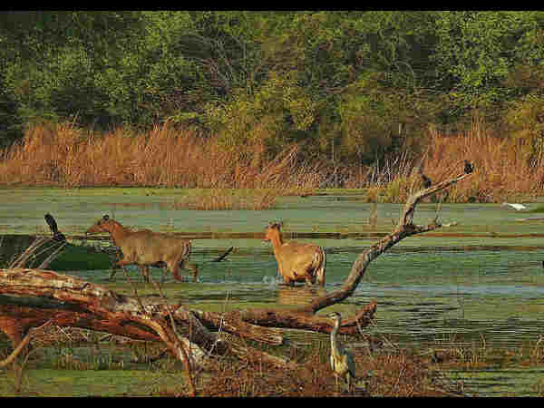 keoladeo-national-park travel guide