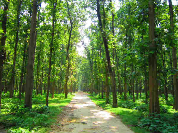 कुश्मि वन 