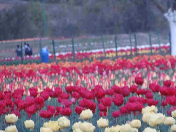  ट्यूलिप गार्डन