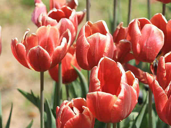 इंद्रा गाँधी ट्यूलिप गार्डन 