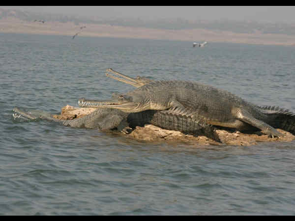 चंबल वन्य जीव अभयारण्य