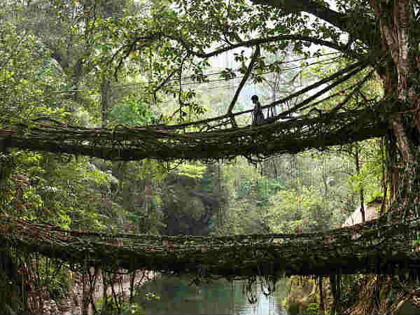 लिविंग रूट्स ब्रिज, चेरापूंजी 
