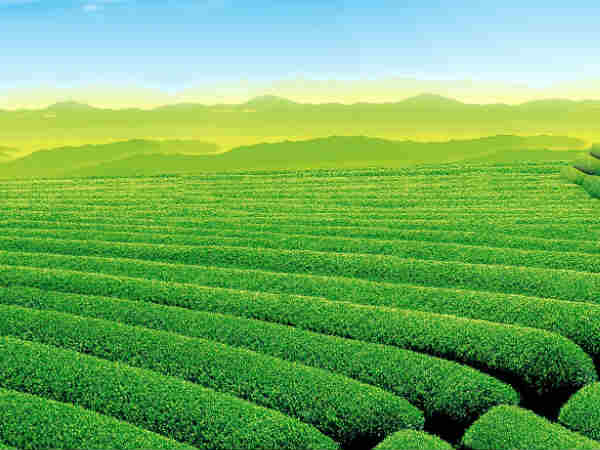 विश्व का सबसे ऊंचा चाय बागान