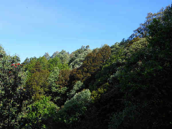 बिनसर वाइल्ड लाइफ- 